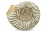 Jurassic Ammonite (Perisphinctes) - Madagascar #241668-1